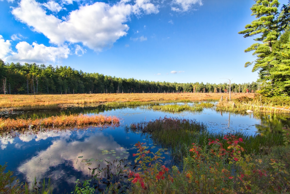 Beautiful marsh at Pawtuckaway State Park in New Hampshire